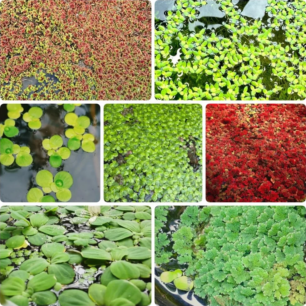 Semillas de lenteja de agua para estanques 500pcs acuáticas variedades antiguas sostenible