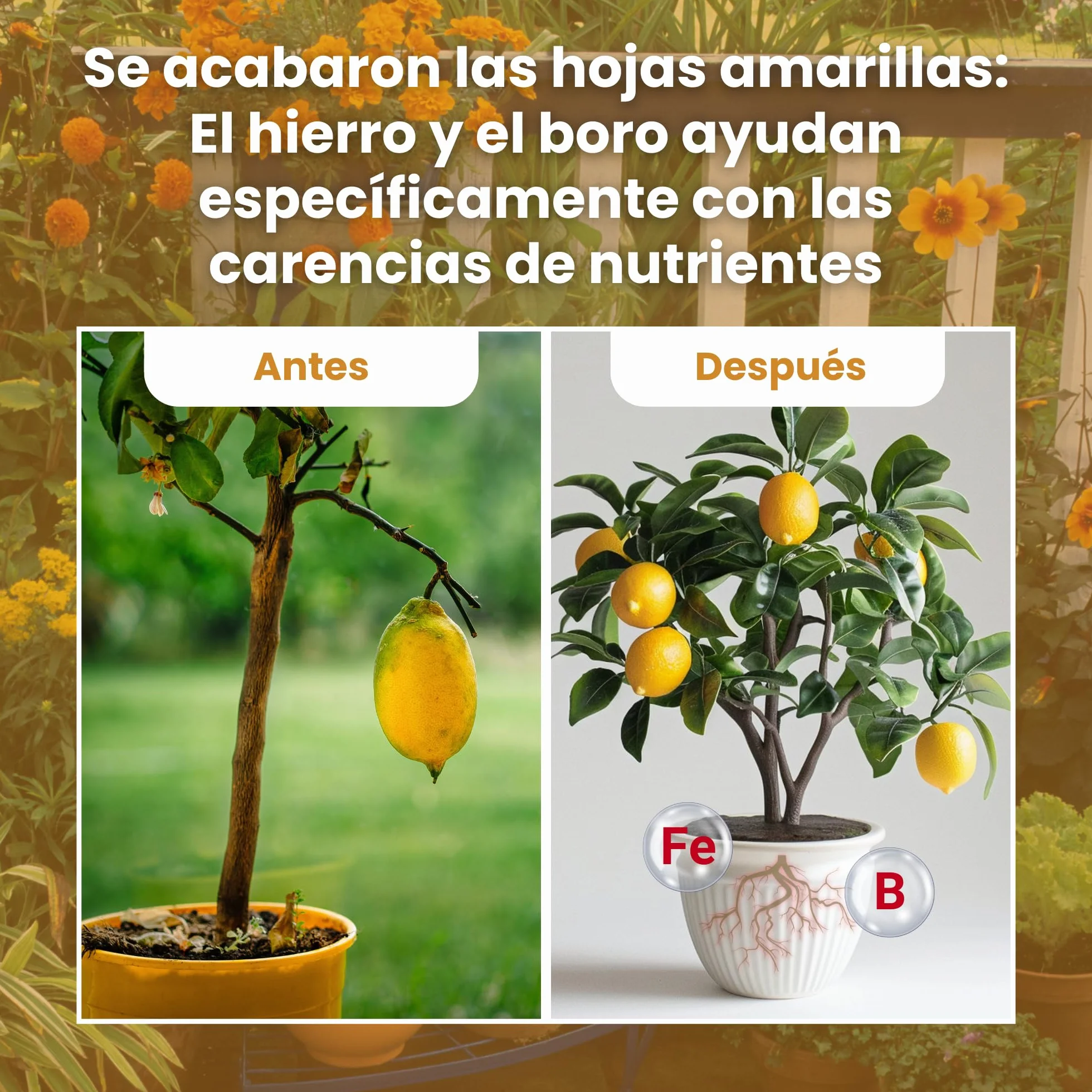 LERAVA Abono cítricos 800g Fertilizante orgánico para cítricos