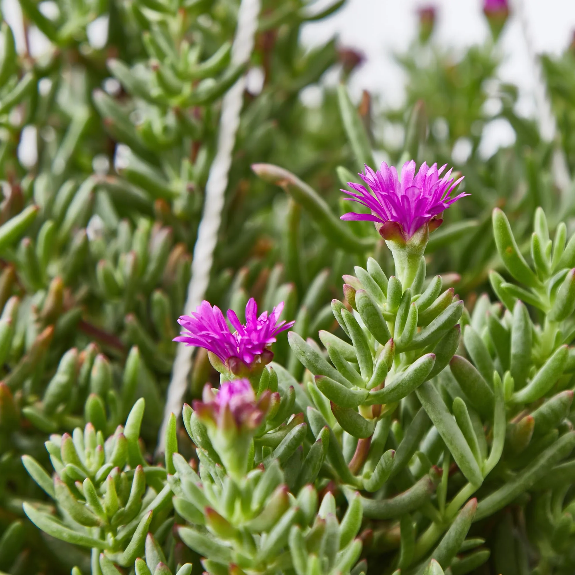 Verdecora Mesembryanthemum spp. Ø13cm Planta Interior Exterior Suculentas Flores Vistosas