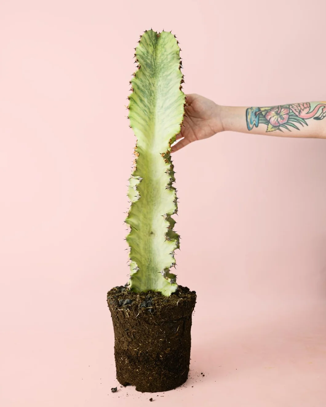 Euphorbia Cactus Variegado Planta Natural Exterior