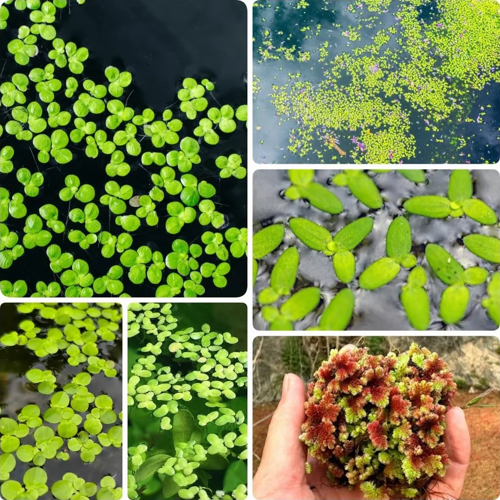 Semillas de lenteja de agua para estanques y acuarios, 300 piezas