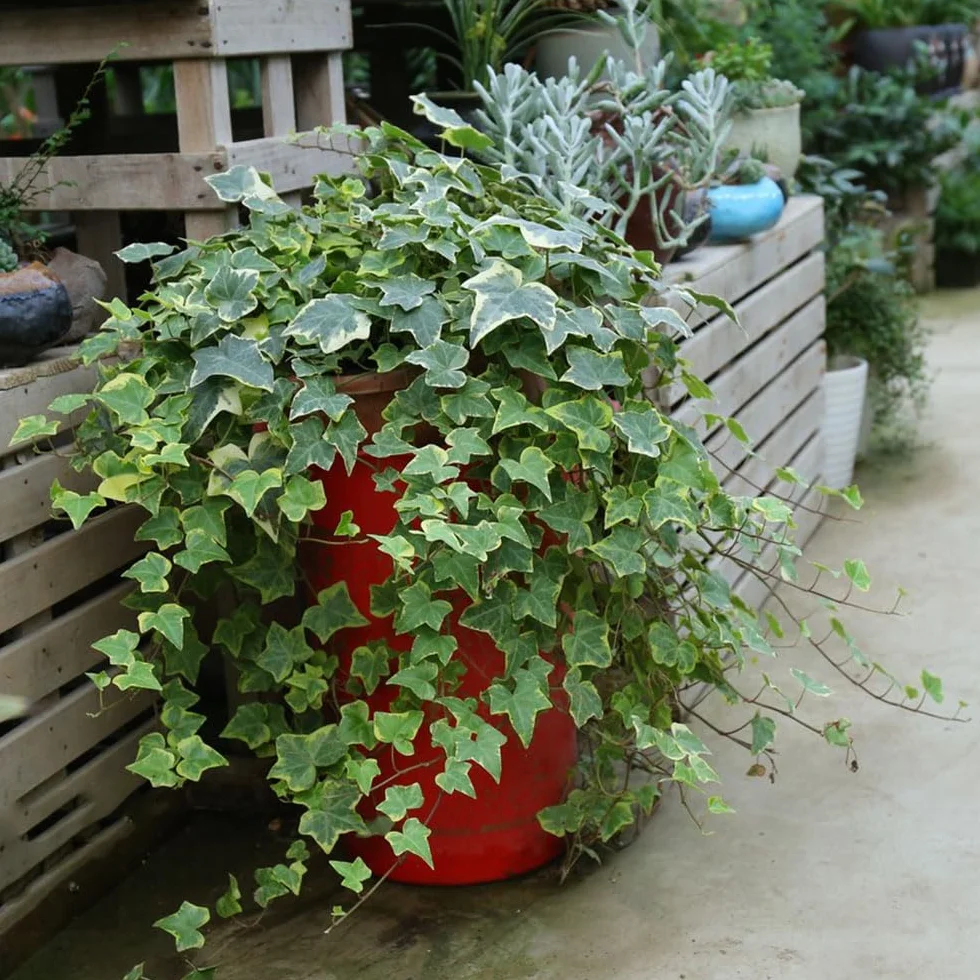 Semillas de hiedra Hedera Nepalensis para cubrir el suelo, plantas trepadoras resistentes al invierno, decorativas para pared y balcón