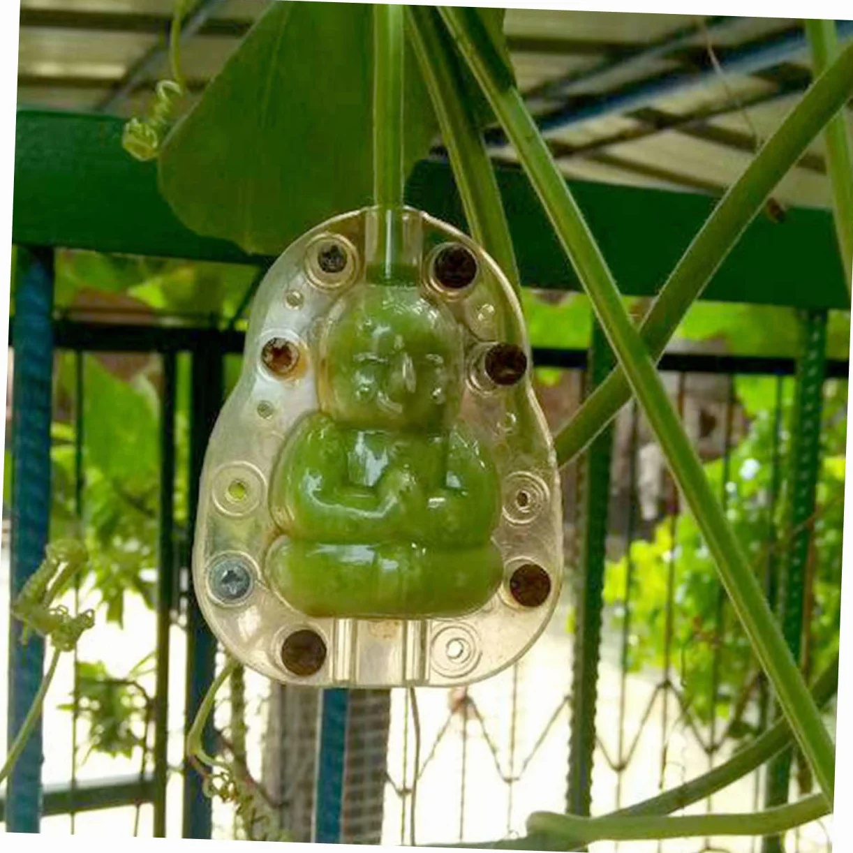 BESPORTBLE 5 piezas Moldes Transparentes Para Frutas Ginseng Jardinería Verduras