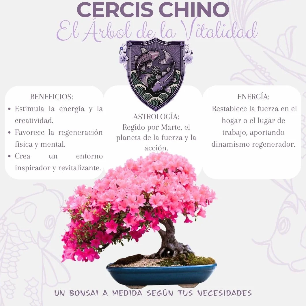 CULTIVEA Kit First Bonsai Autocultivo de Bonsáis con Semillas y Herramientas Cercis chinensis