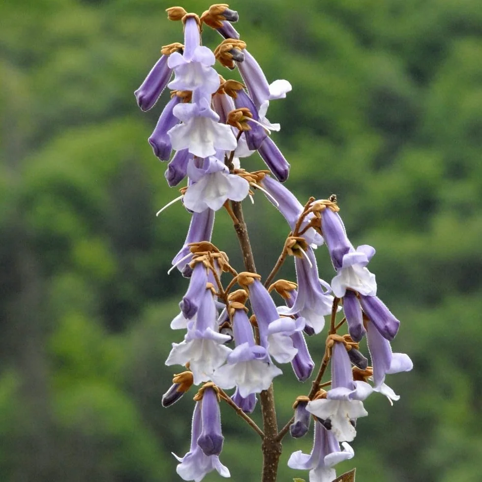 Paulownia Tomentosa Árbol Emperatriz Vivo 50-60 cm en Maceta Plástico