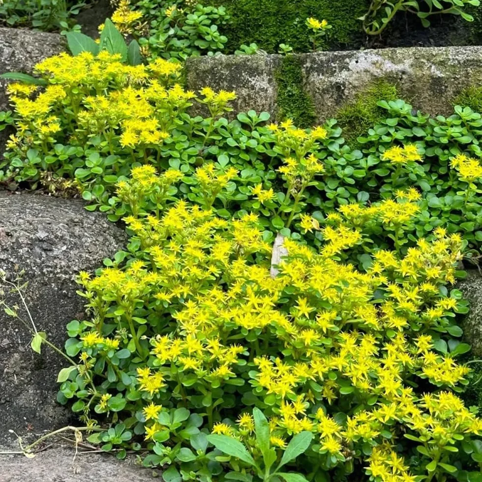 Semillas de Sedum para Techos Verdes, Cubierta Perenne Resistente 50pcs