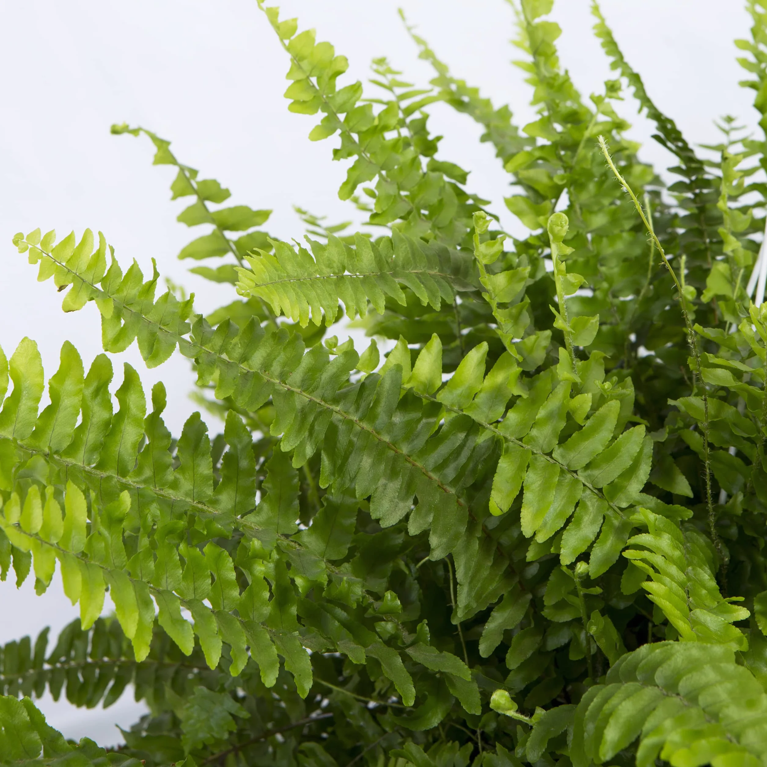 Cool Green - Plantas Naturales - Helecho Espada - Apta para Mascotas