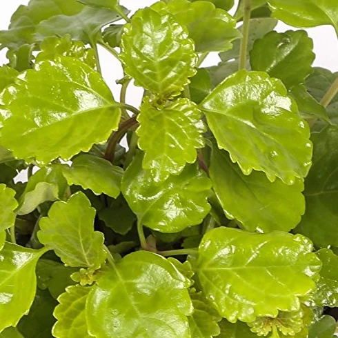 Planta del dinero Maceta 15cm Interior Exterior
