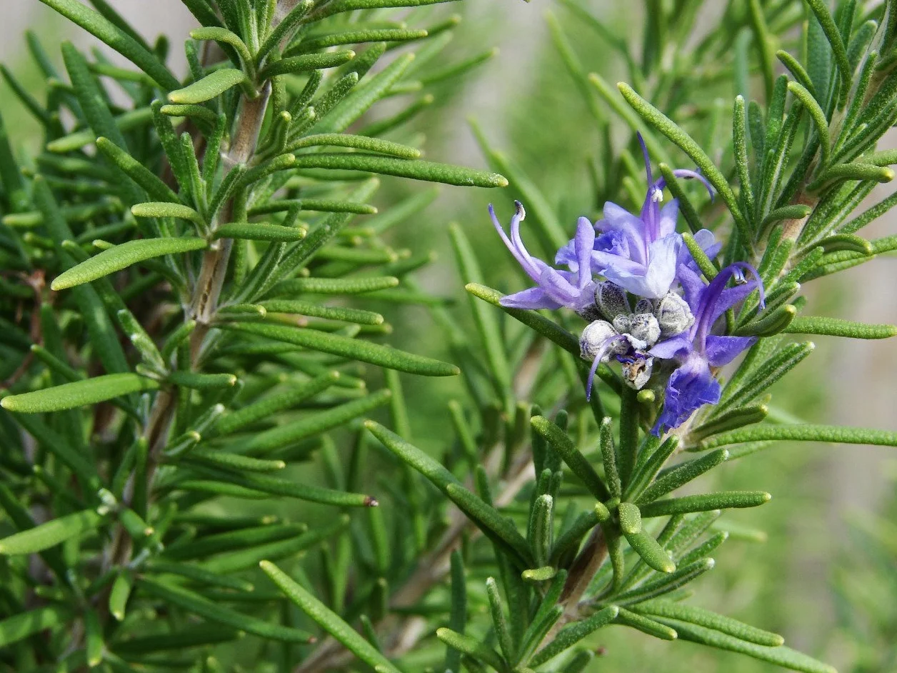 Plantas Naturales En Maceta Lavanda Romero Pack 1