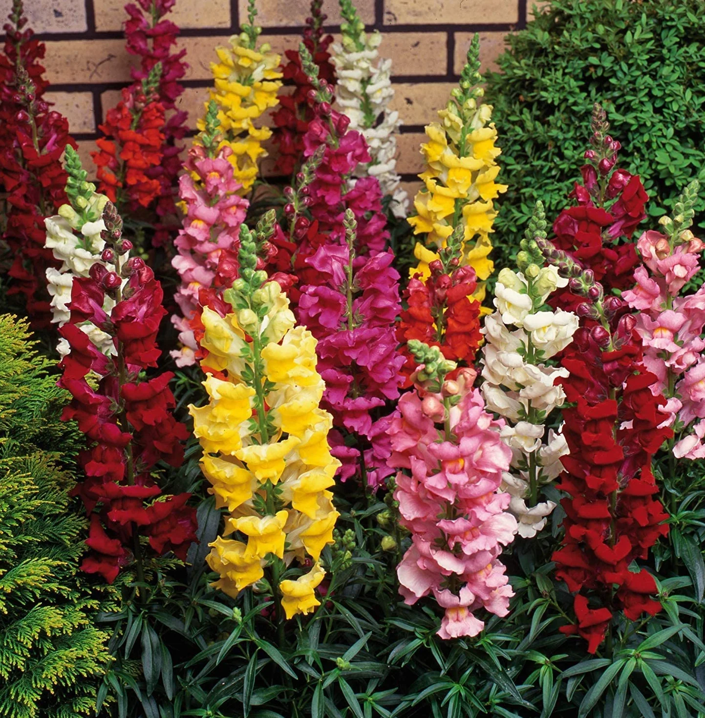 Nasiona Boca de Dragón (Antirrhinum majus) 100 sztuk