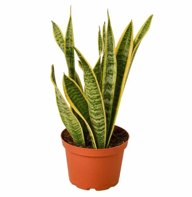 Sansevieria Trifasciata Laurentii | DECOALIVE | Planta de Interior Natural | Lengua de Suegra Planta Espada