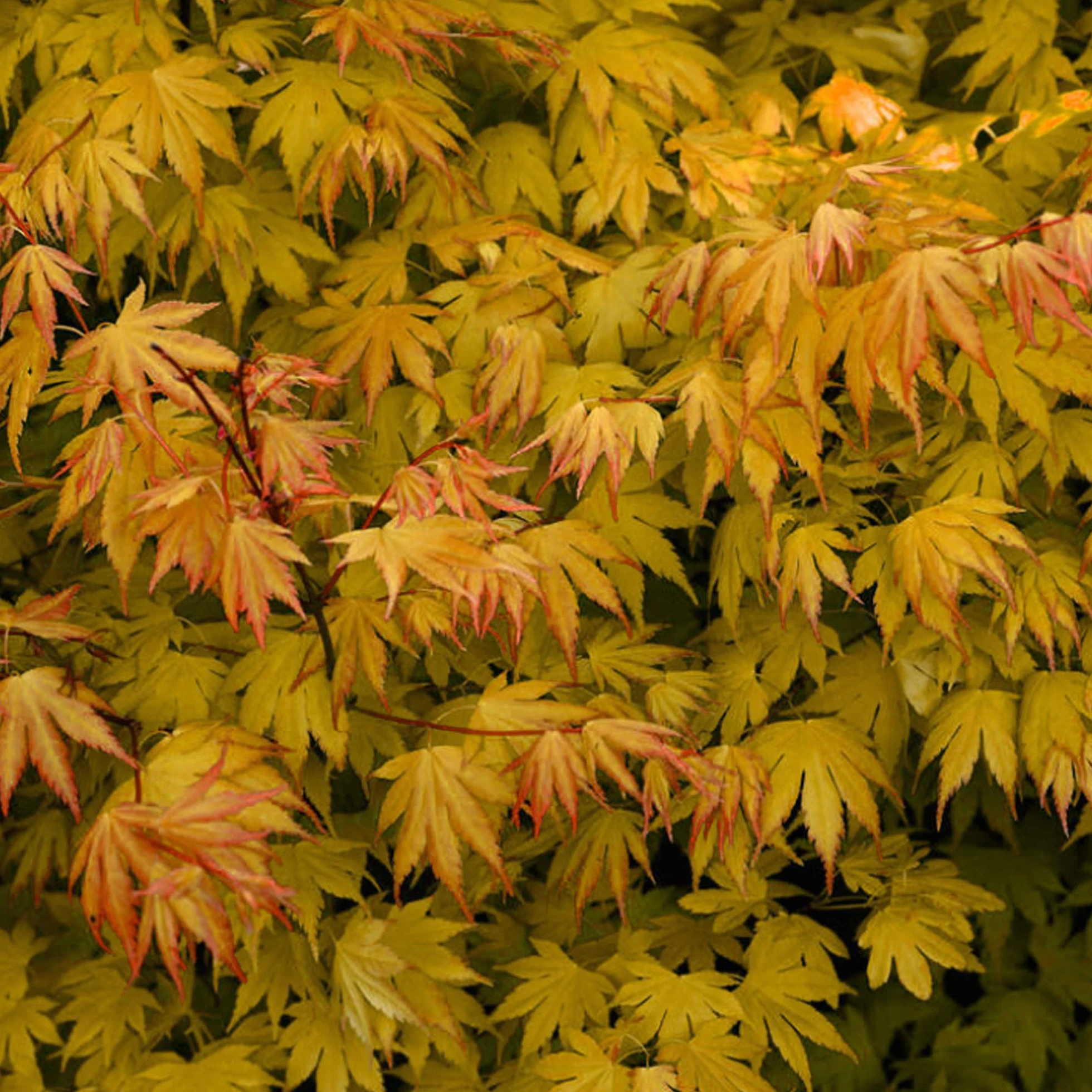 Acer Palmatum Orange Dream 20-40 cm Arce japonés resistente al invierno Arbustos japoneses