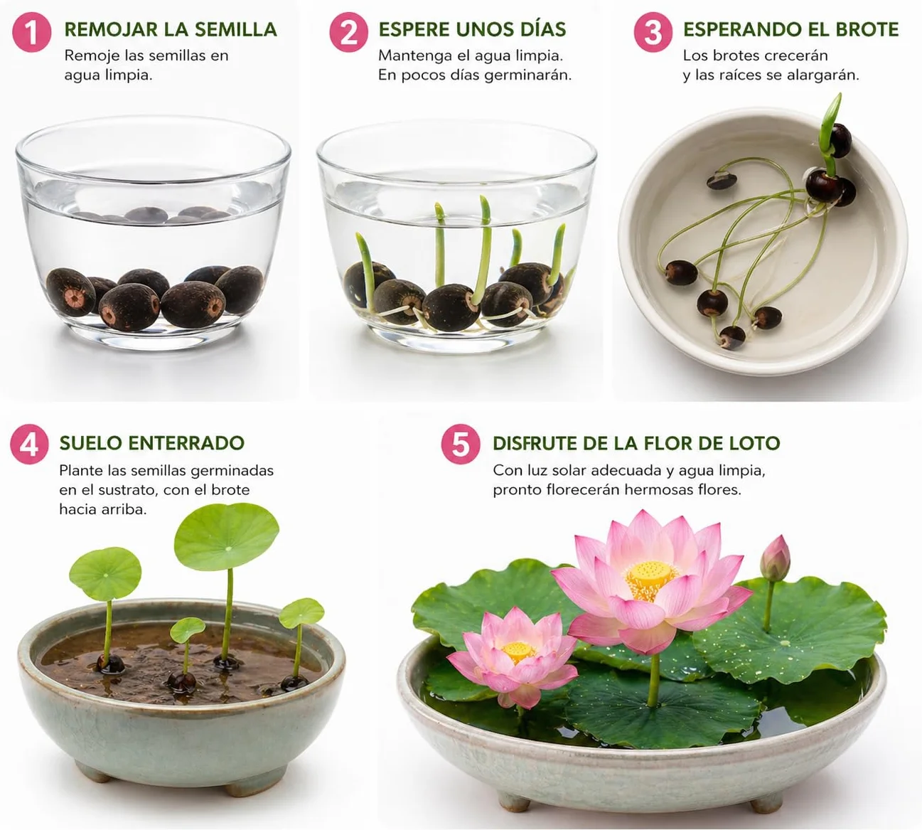 Flor de Loto Nelumbo Nucifera 30 Semillas Premium Edición Pro Master