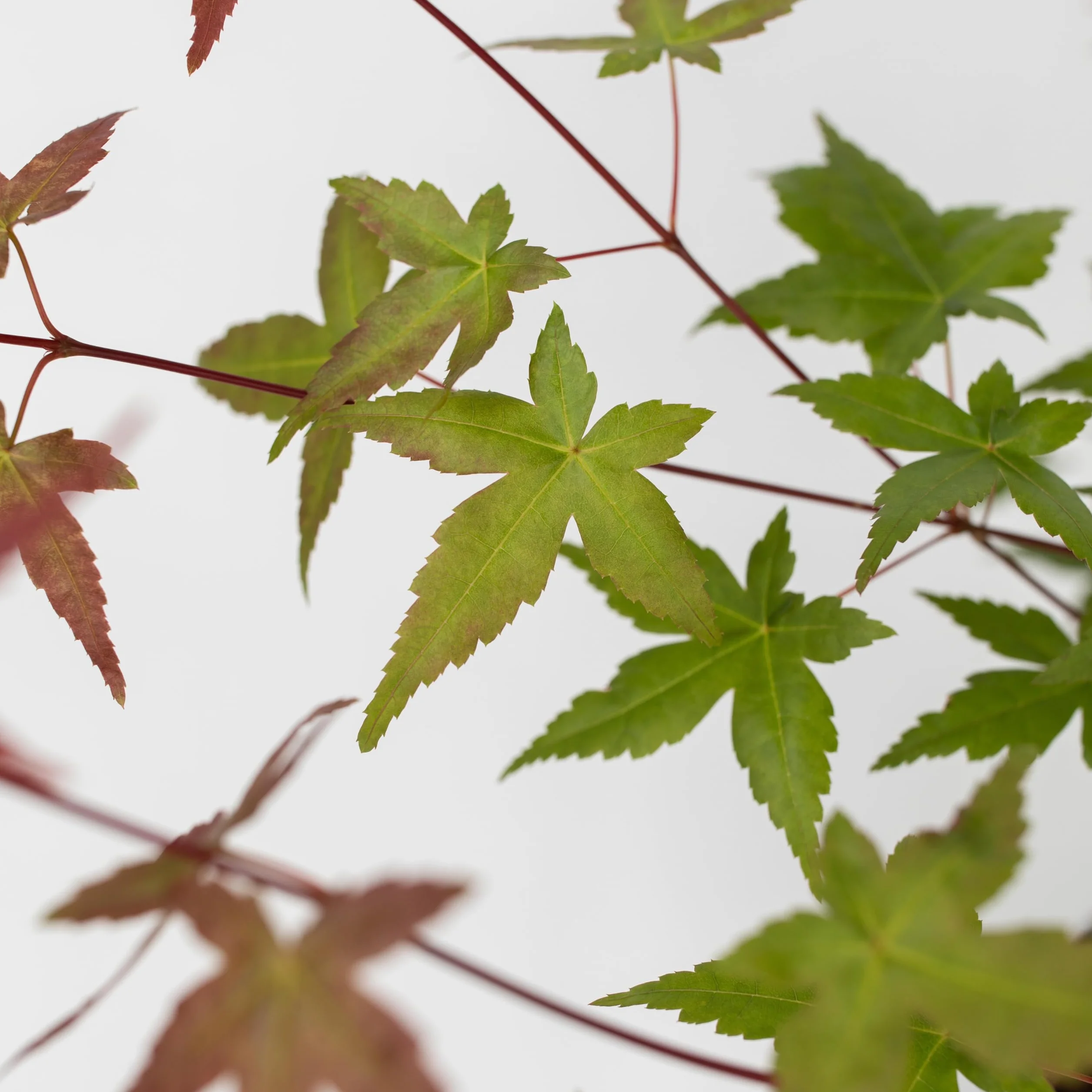 Acer palmatum 'Beni Maiko' Arce japonés resistente al invierno Maceta 19cm Altura 60-70cm