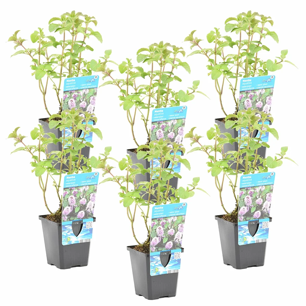 Bloomique Mentha aquatica Set de 6 Plantas de estanque Acuáticas Resistente al frío Altura 10-20 cm Maceta 9 cm