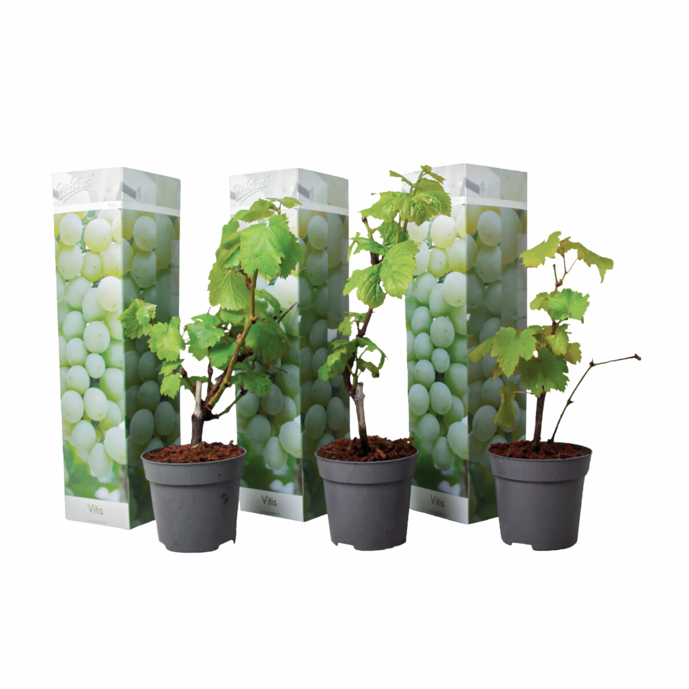 Vitis Vinifera Uva Blanco Set de 3 Maceta 9cm Altura 25-40cm