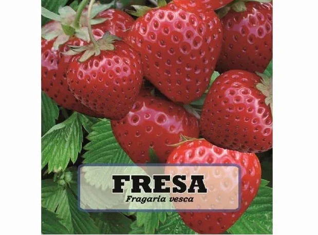 Semillas de Fragaria Ananassa Fresas XL Naturales para Plantar