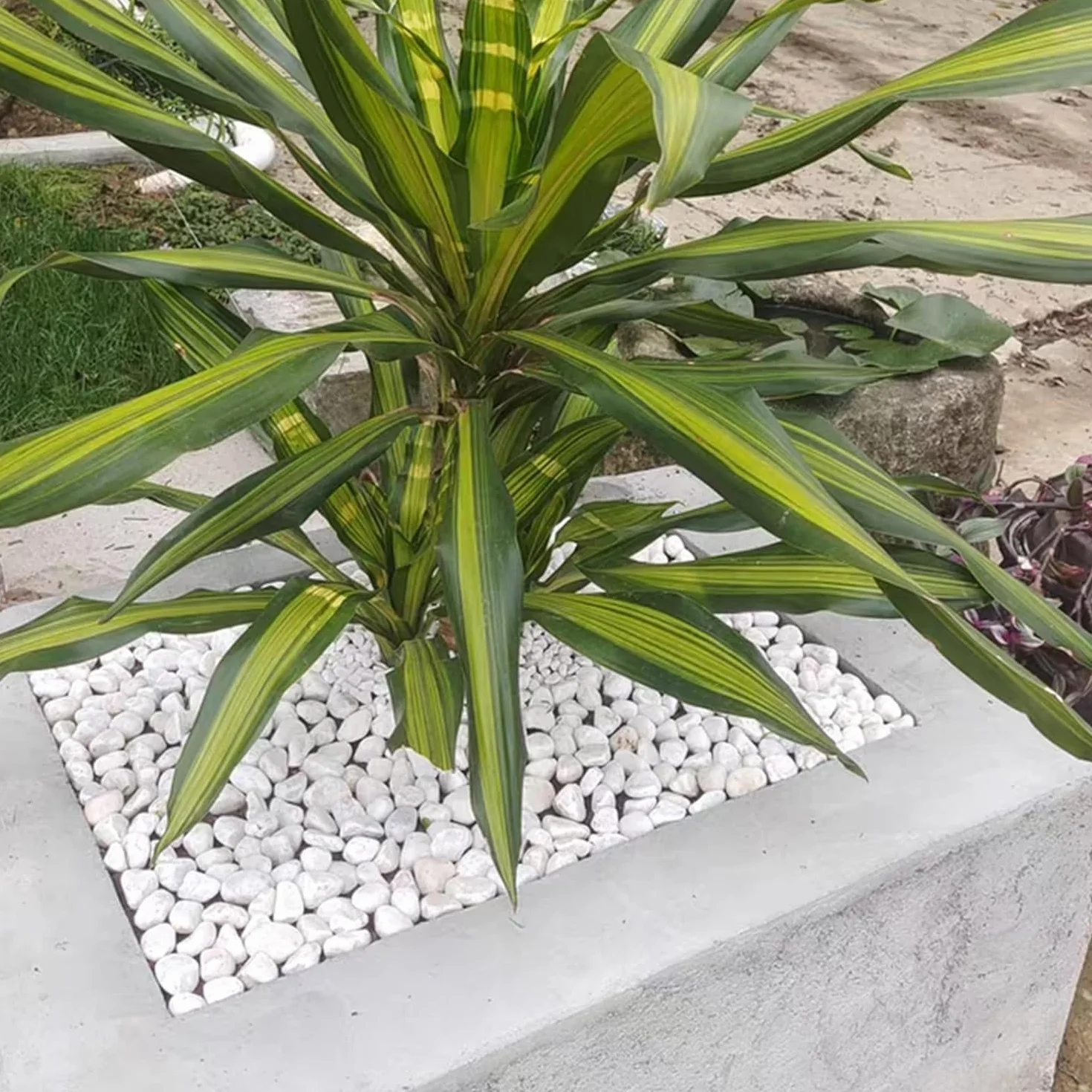 Piedras Canto Rodado Blanco 20-40 mm Decoración Jardín Exterior Interior 3 Kg