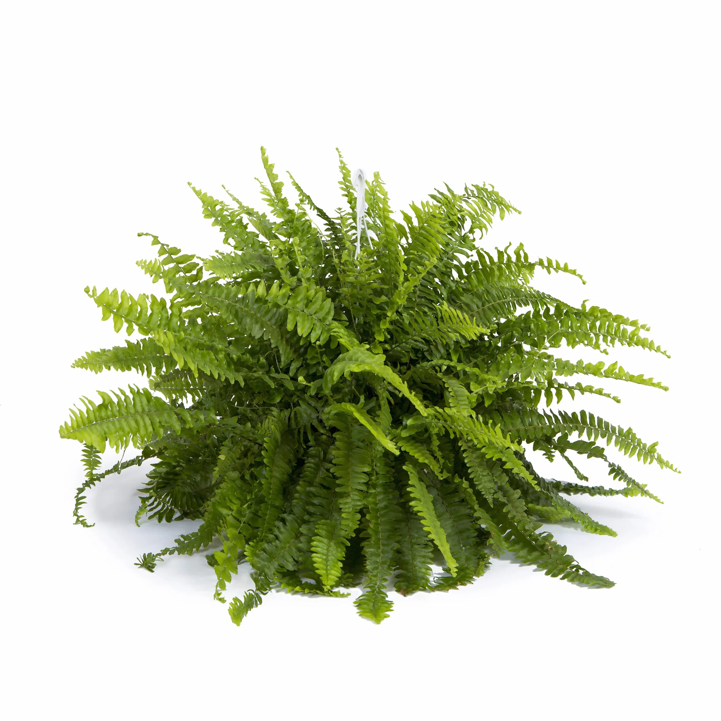 Cool Green - Plantas Naturales - Helecho Espada - Apta para Mascotas