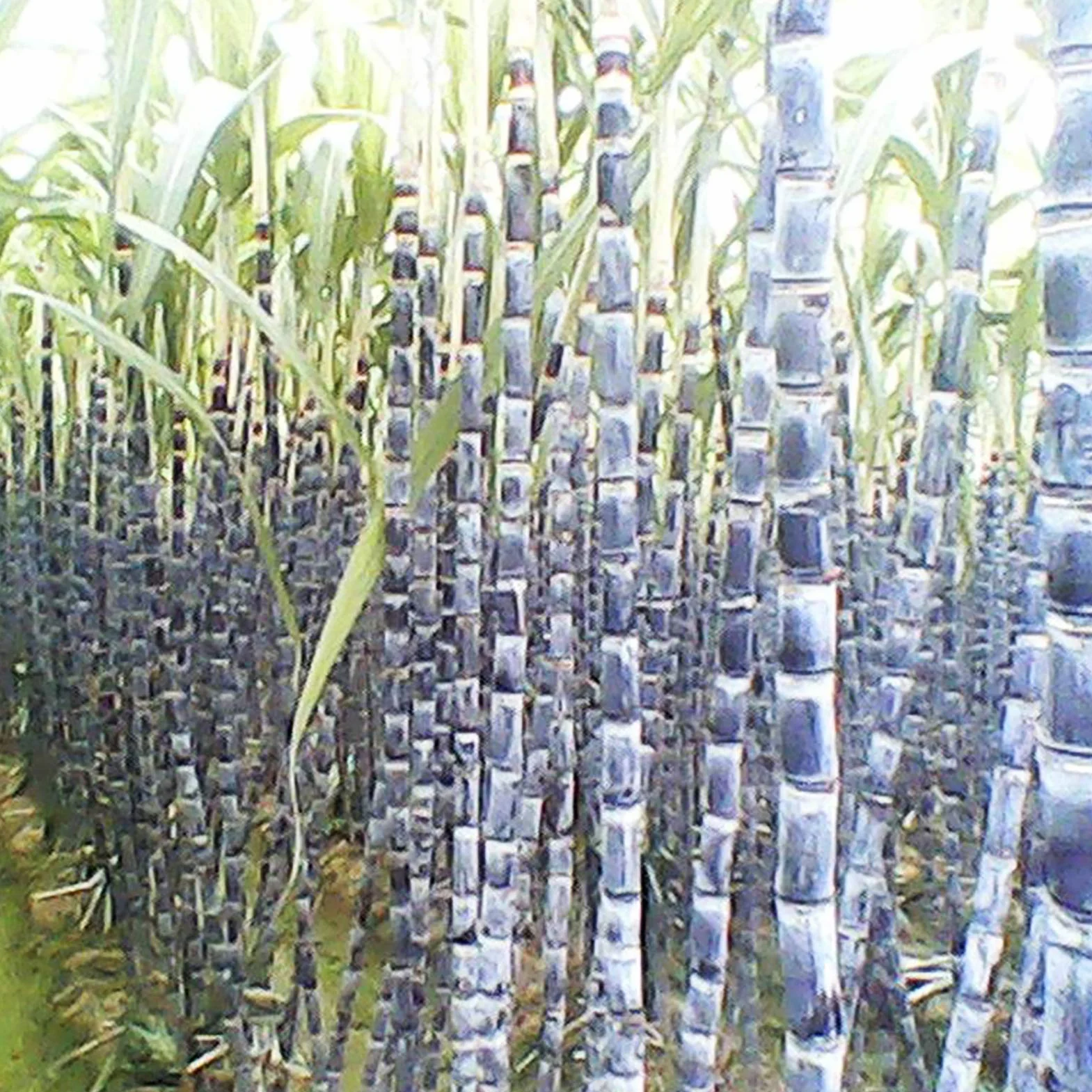 Semillas de caña de azúcar 150 unids/bolsa, Evergreen comestibles alta germinación para balcón Púrpura oscuro
