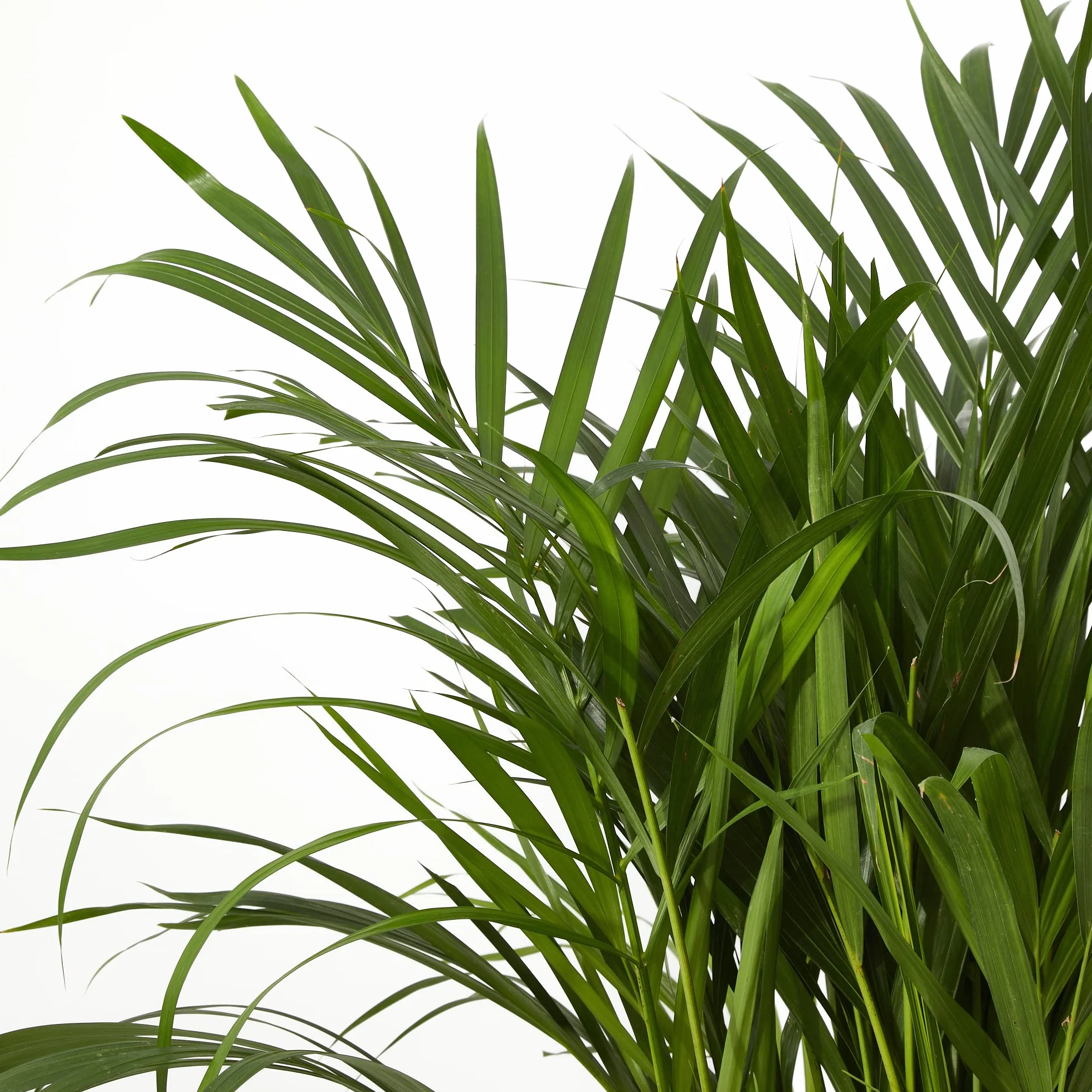 Verdecora Areca | Palmera amarilla | Palma de frutos de oro | Palmera bambú | Reina de las palmas | Planta Tropical natural de interior y exterior en maceta de 4 litros