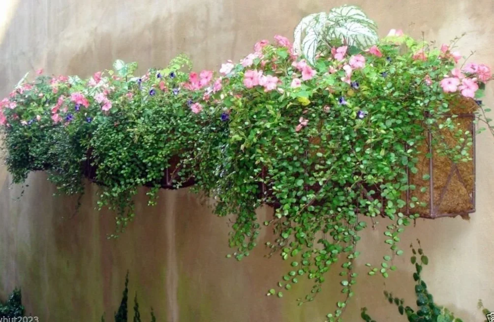 Muehlenbeckia axillaris Wire Vine 10 nasion