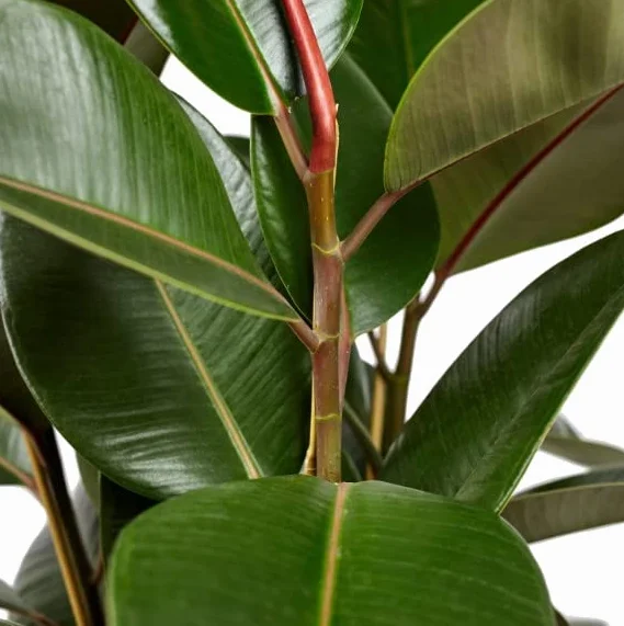 Ficus Elastica Robusta | DECOALIVE | Altura ± 50cm | Planta Natural de Interior