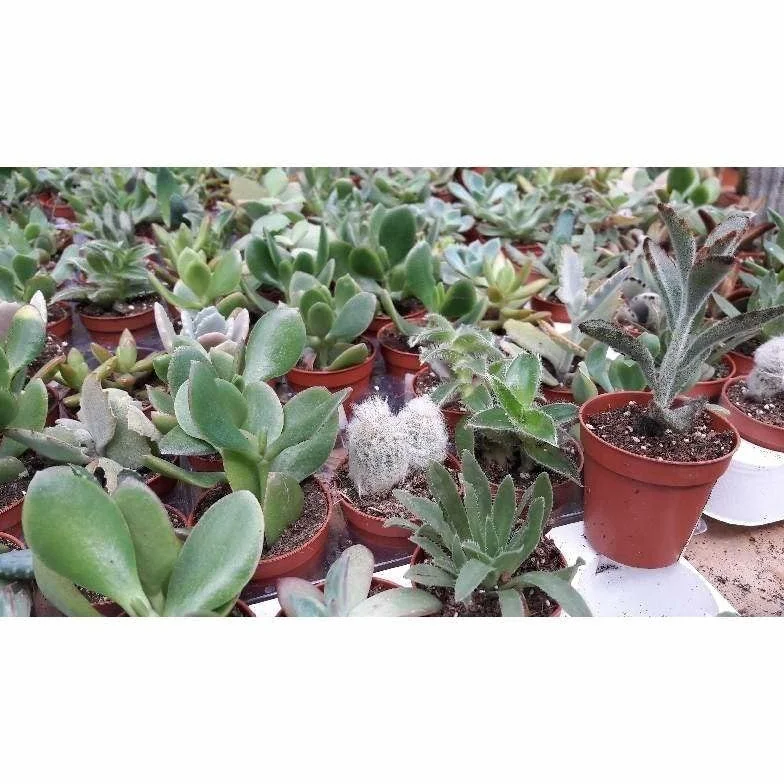 Verdecora Pack de Cactus y Suculentas | Plantas naturales vivas de interior en maceta Ø5cm | 10 Crasas