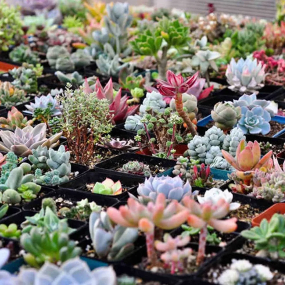 Haloppe 100 Unids Semillas de Plantas Suculentas Mixtas Lithops para Jardín