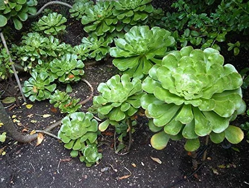 Aeonium Undulatum Semillas Rare 10 nasion