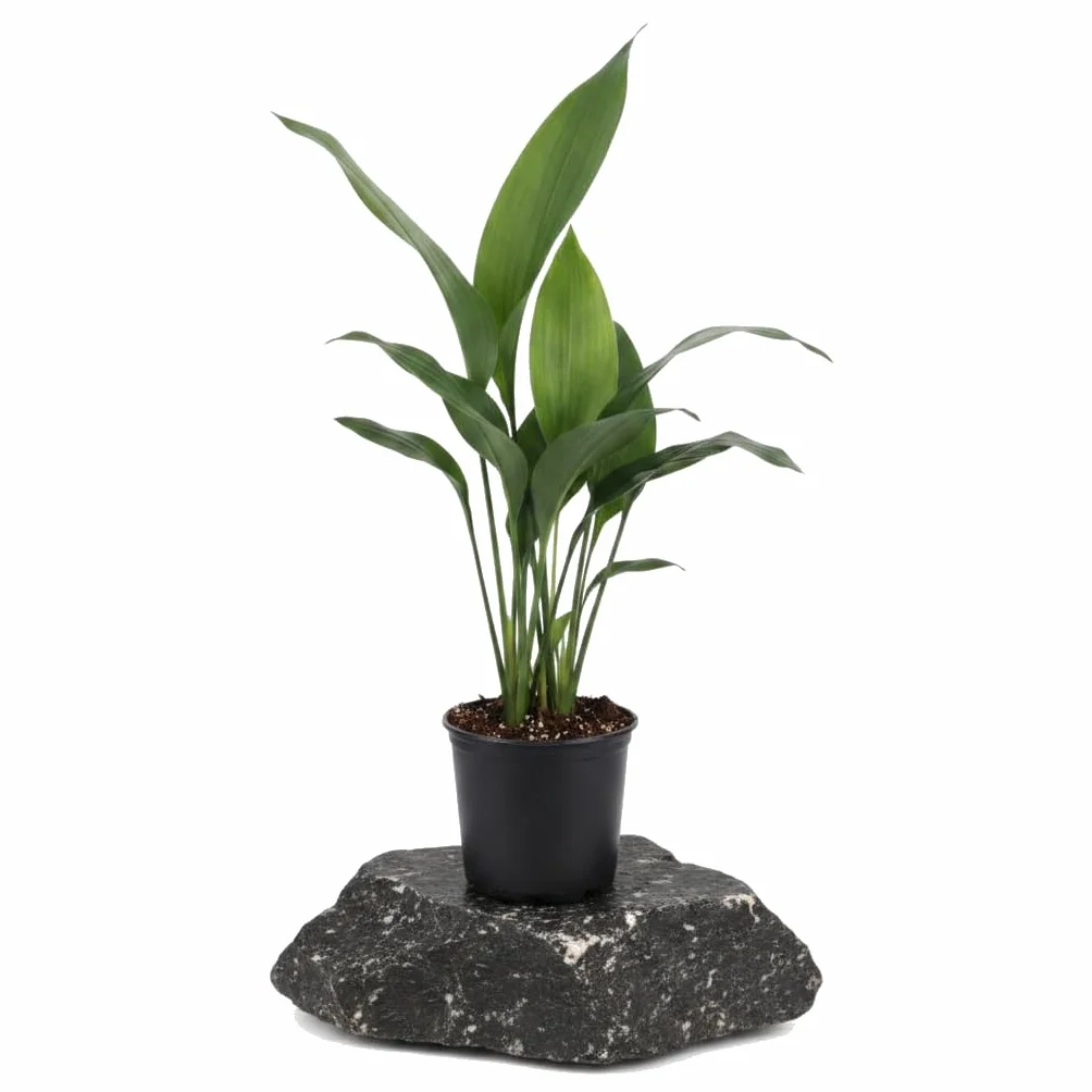 DECOALIVE Aspidistra Elatior Planta Aspidistra para Decorar Casa Maceta 20 cm de Diámetro Altura 80 cm