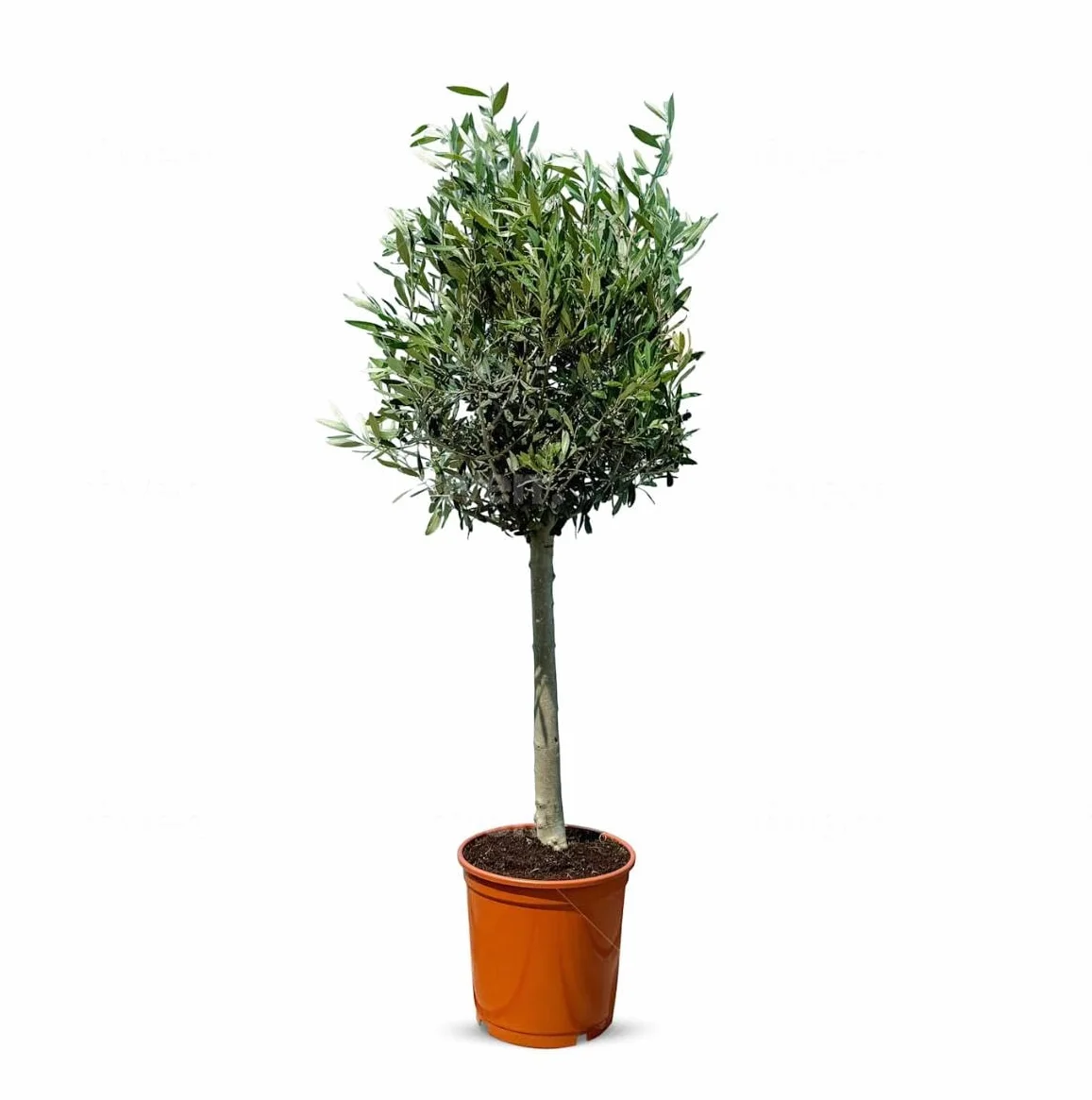 Olea Europea Olivo Lechín 100cm Roślina Odporna na Mróz i Suszę