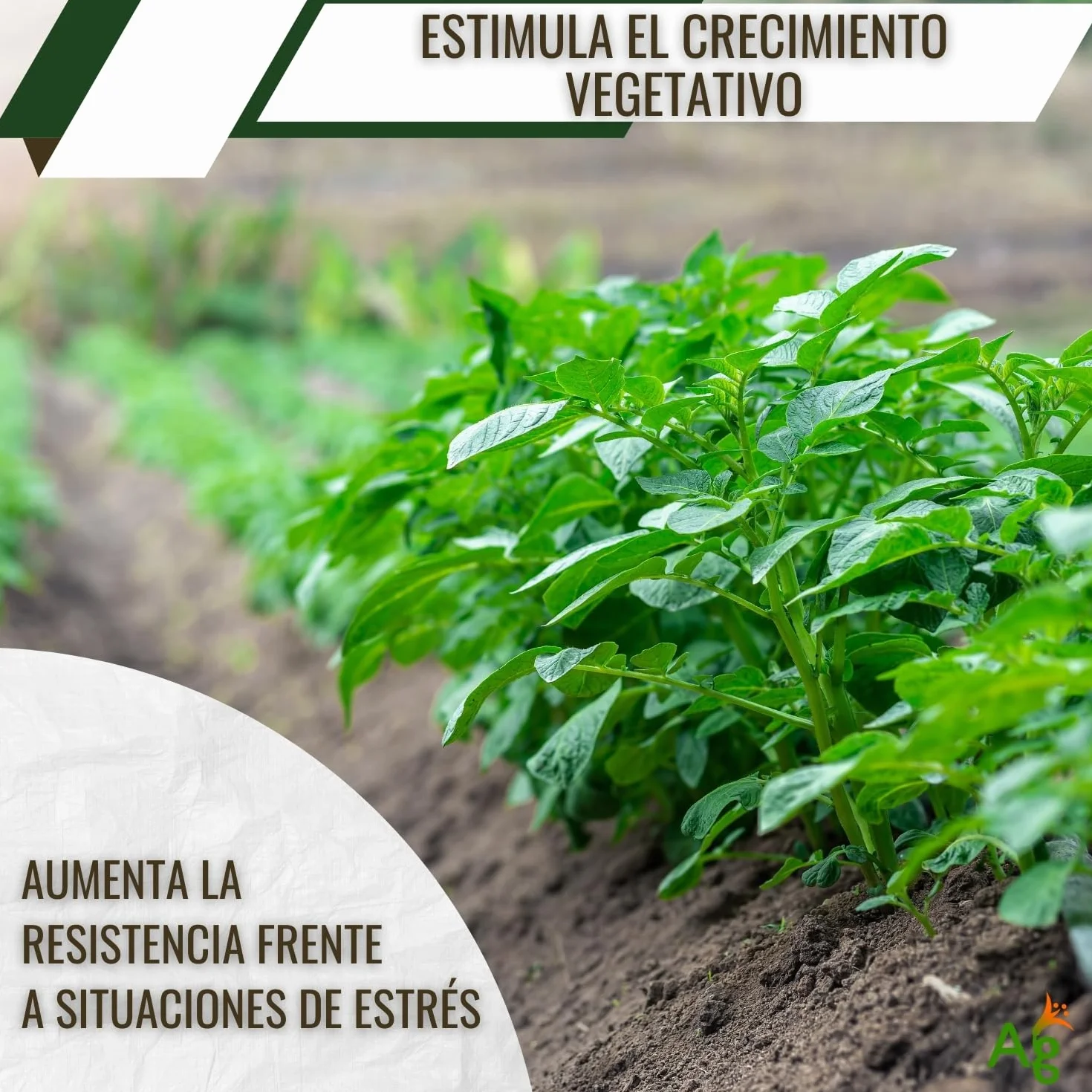 AGROBULL Enraizante Líquido Orgánico con Hormonas Naturales 1 Litro Estimulador de Raíces