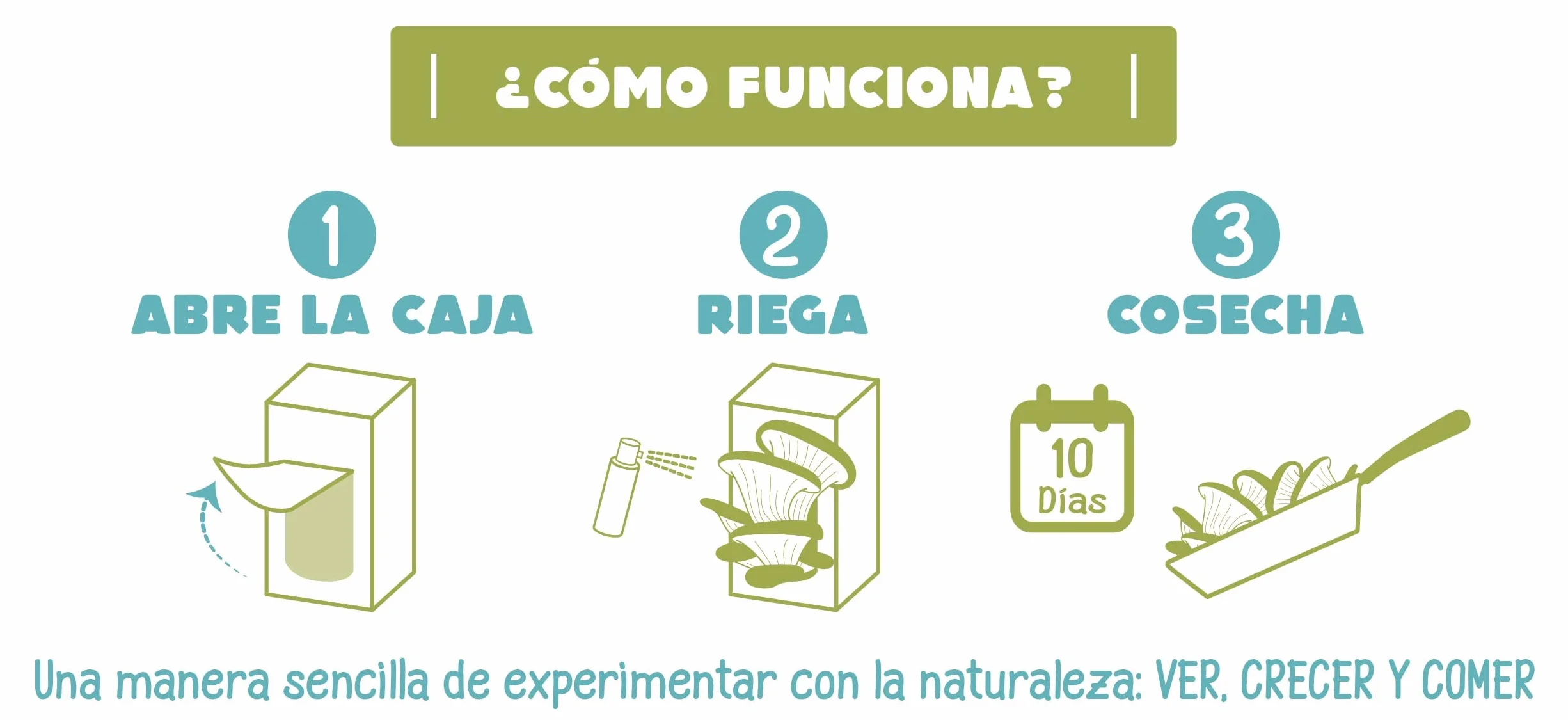 Kit Cultivo de Setas en Casa – Cultiva Setas Gourmet en 10 Días con Pulverizador e Instrucciones