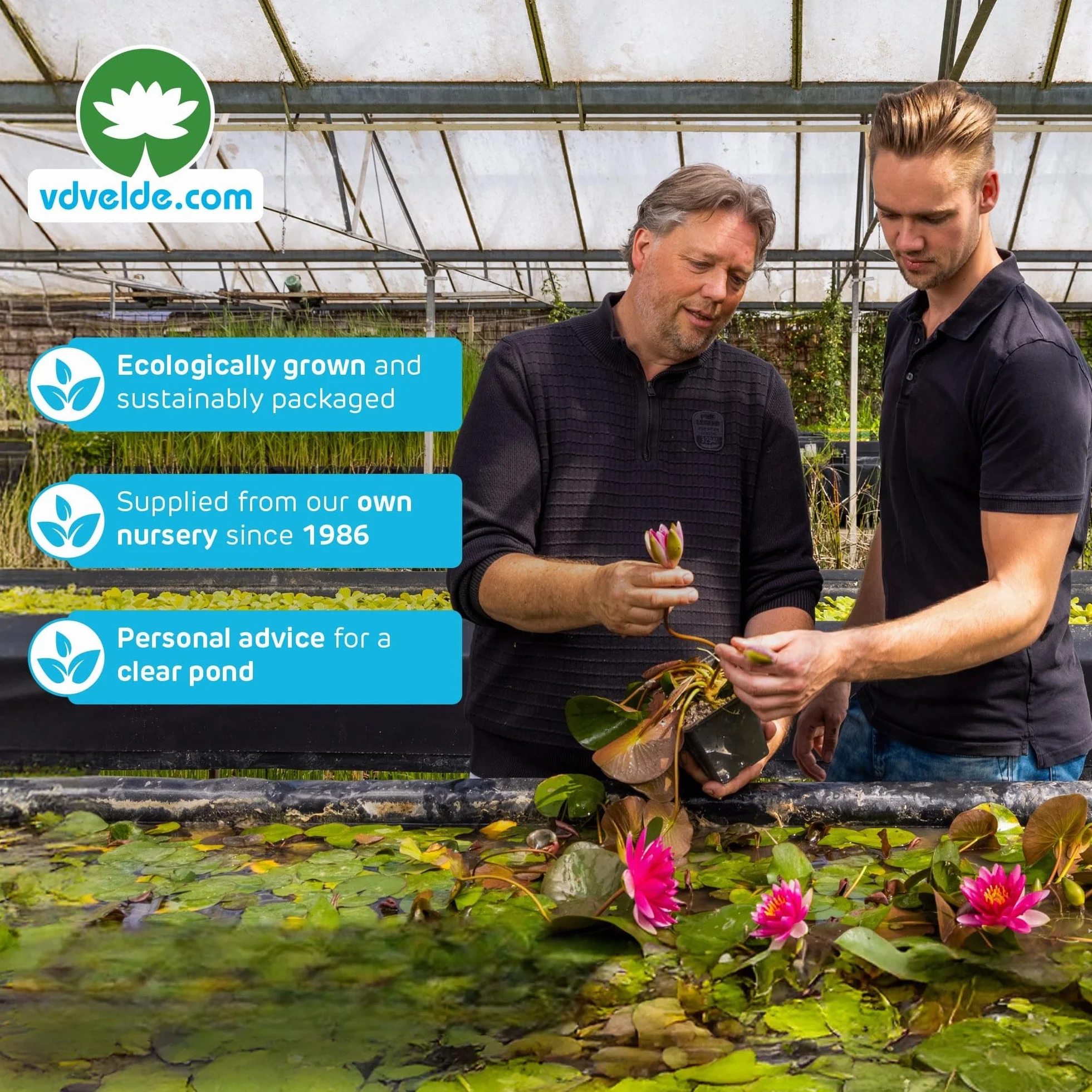 Isla Flotante para Estanque con Iris Azul, Set de Plantas Acuáticas 4x Iris kaempferi, Kit Completo con Cesta, Sustrato y Abono