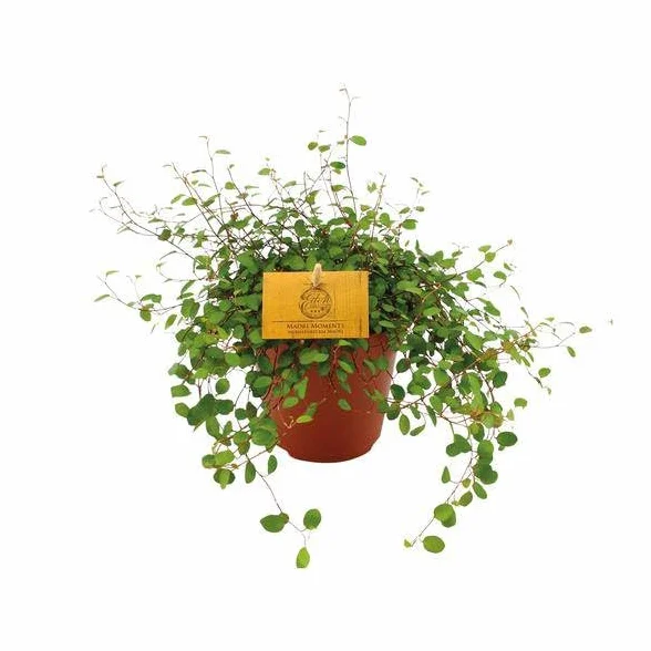 Muehlenbeckia Maorí 12 cm 20 cm