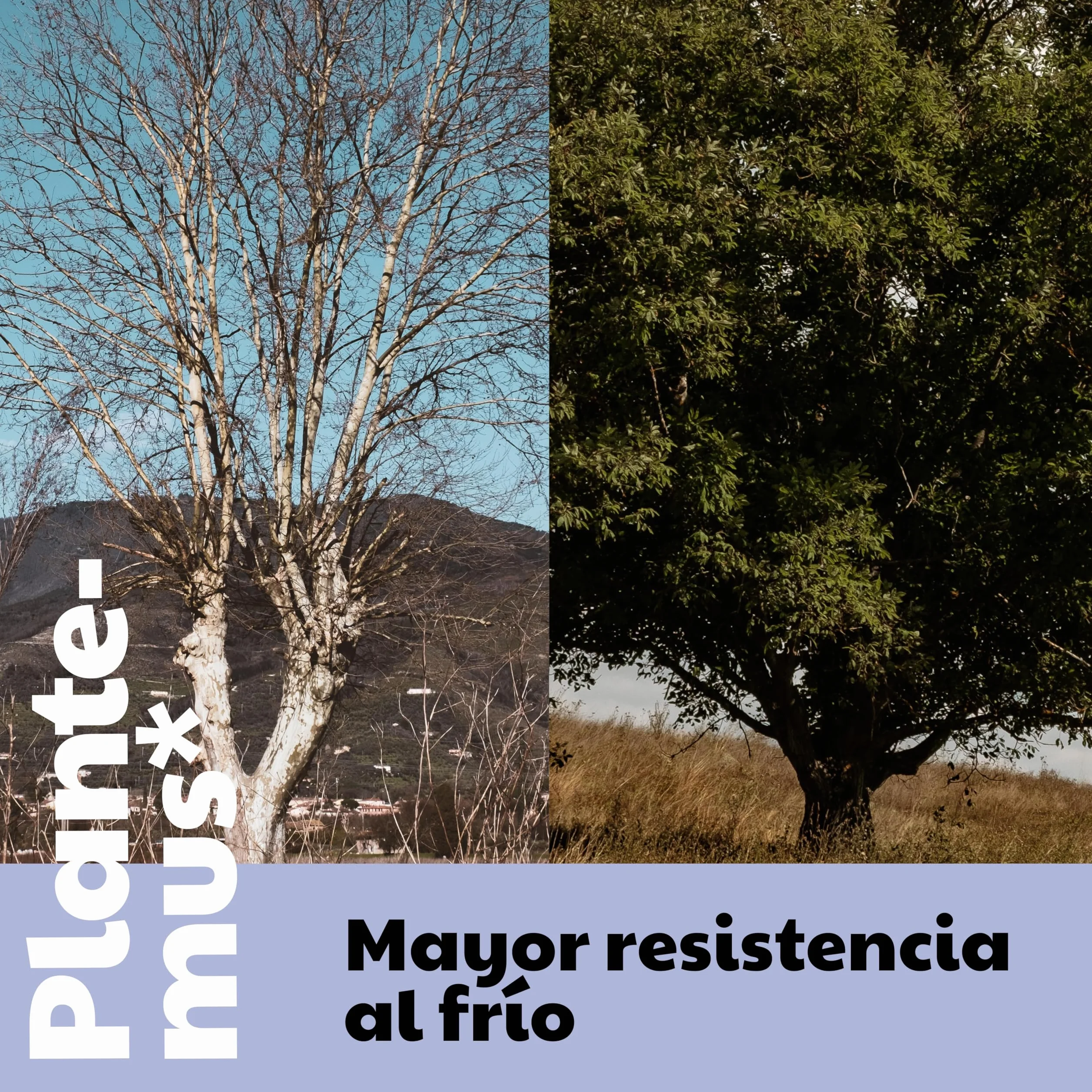 PLANTEMUS Abono Cítricos y Olivos 1.8 KG Fertilizante Granulado para Limoneros Naranjos