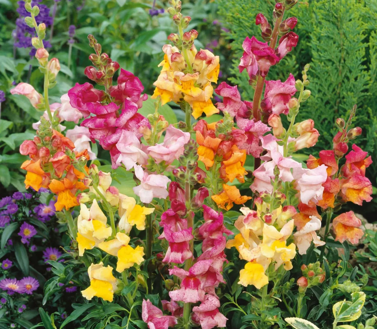 Nasiona Boca de Dragón (Antirrhinum majus) 100 sztuk
