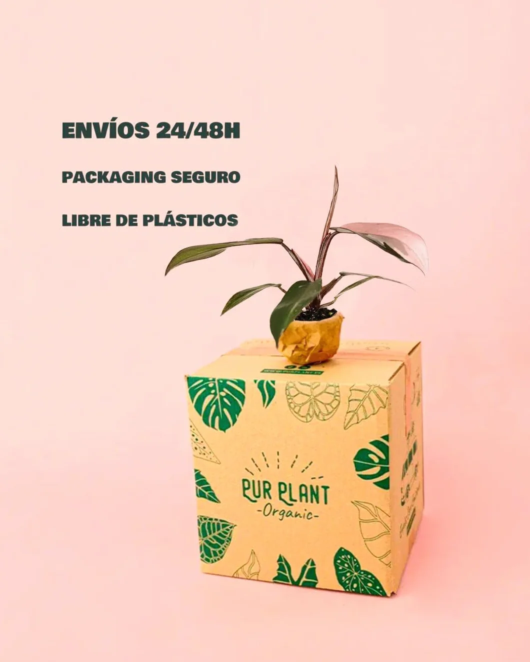 Philodendron Pink Princess Planta Natural Interior Tropical Hojas Variegadas Rosa Verde Oscuro Maceta Ø5 cm