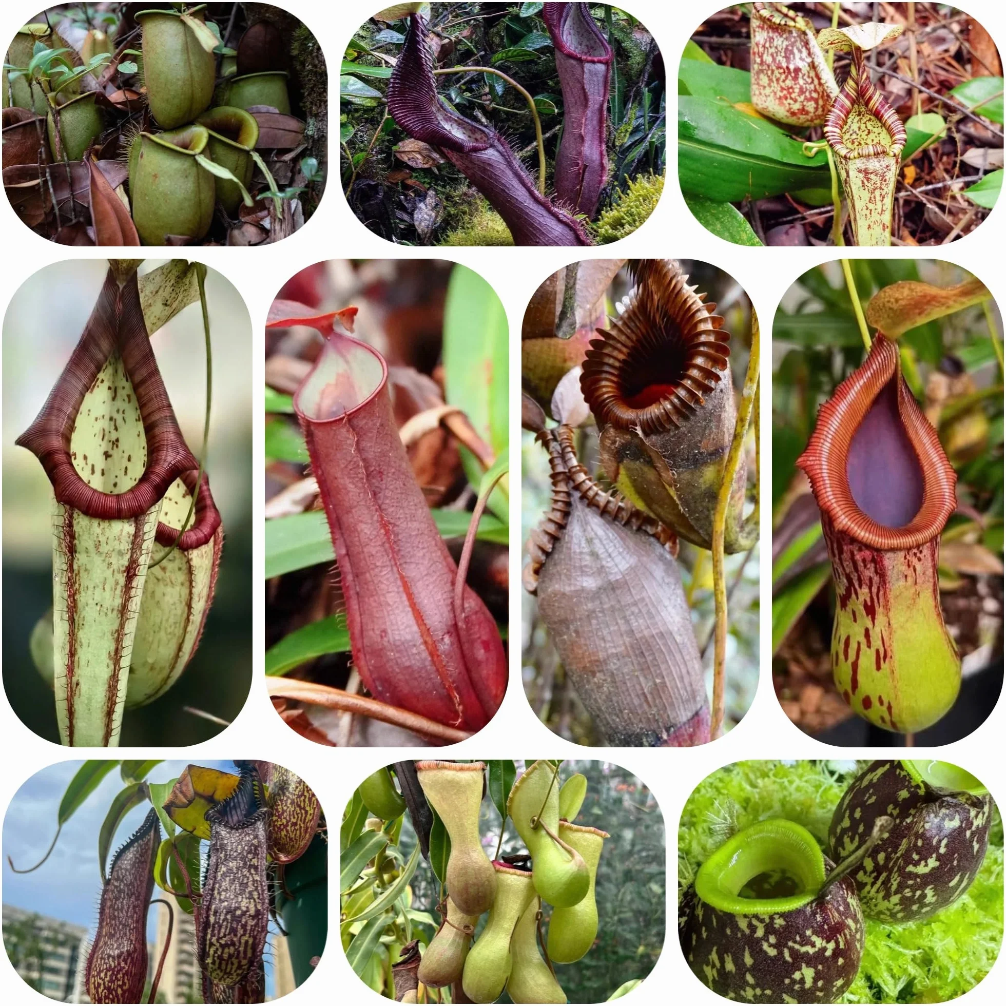 Nepenthes semillas de carnívora perenne resistente 150pcs