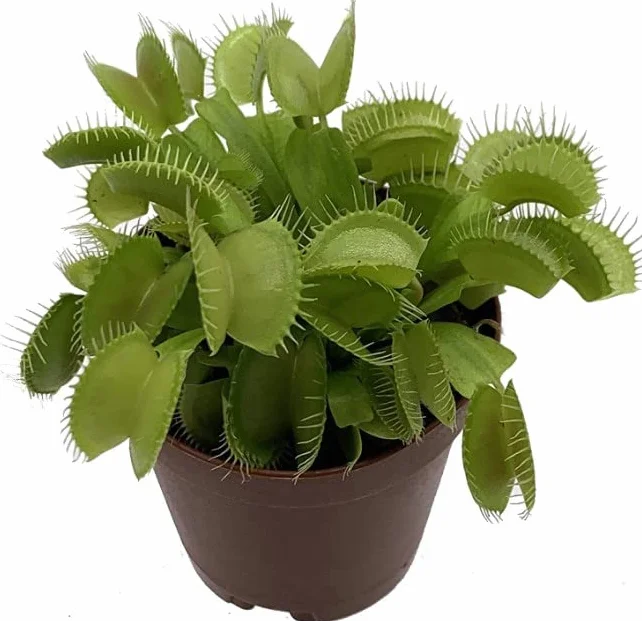 Planta Carnívora Dionaea Muscipula Insdectivora M8 Venus Atrapa Moscas Planta Natural Que Come Bichos