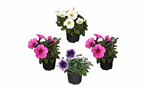 Petunias Plantas Naturales con Flor Pack 4 para Jardin
