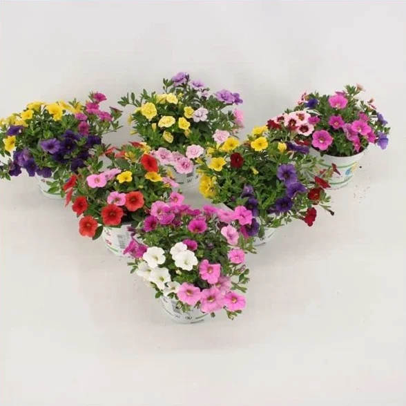 Calibrachoa Plantas Vivas Pack 6 Unidades Naturales Colores