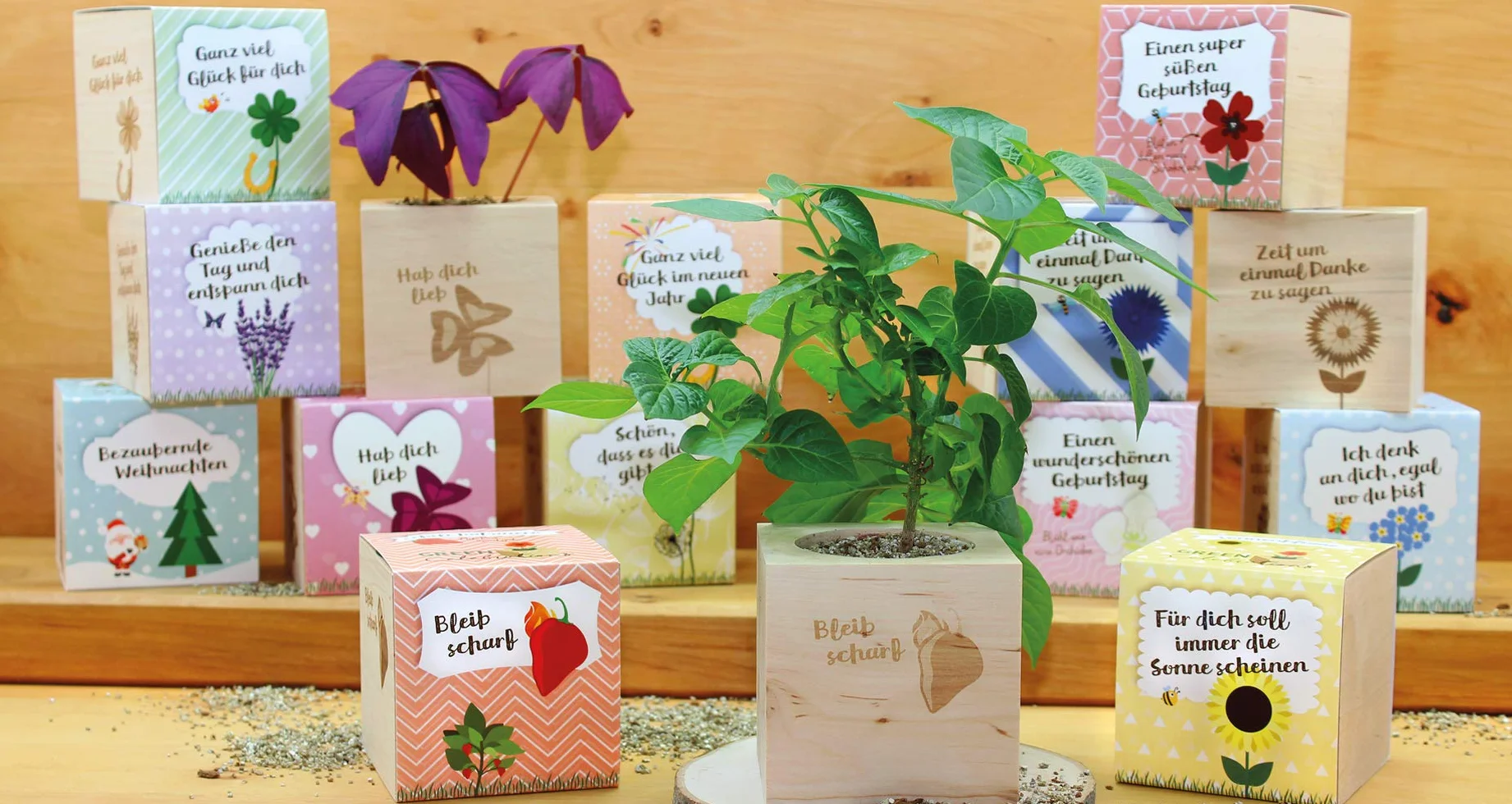 Feel Green Celebrations Ecocube Semillas ecológicas Cubo de Madera Grabado láser Zeit Um Einmal Danke zu Sagen Set de Cultivo Fabricado en Austria