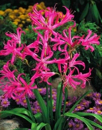 Nerine Bowdenii 2 piezas bulbo tubérculo raíz