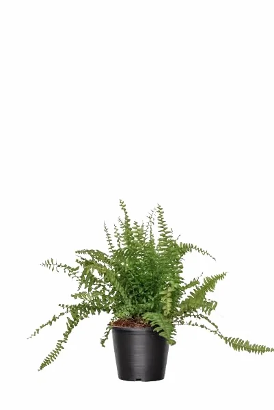 Helecho Hembra Natural Elegante Planta Colgante para Exterior