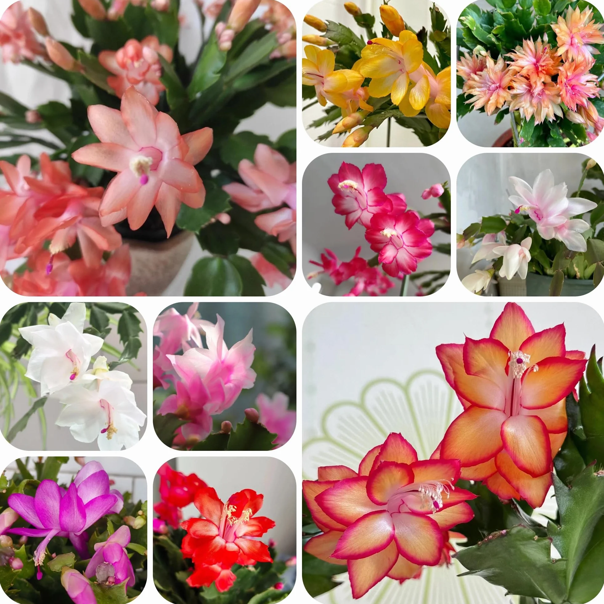 Schlumbergera Cactus de Navidad semillas 300szt suculentas decoración