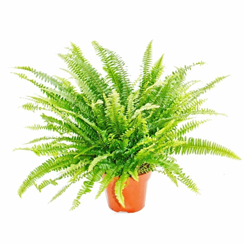 Helecho Común Natural Planta de Exterior
