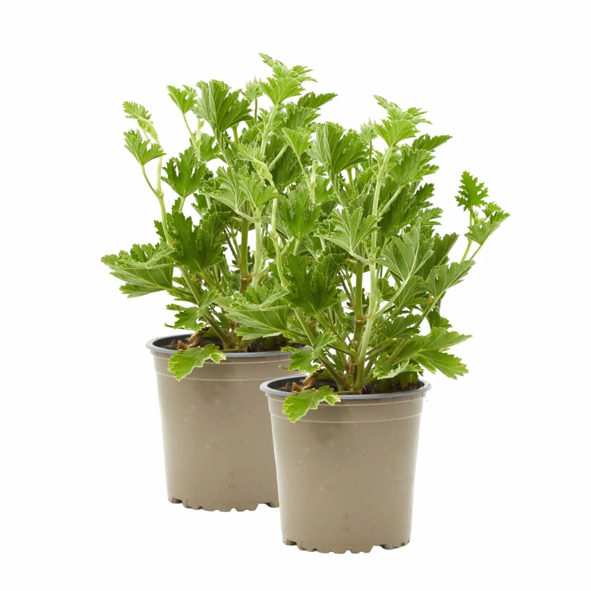 Verdecora Pack 2 Geranio Antimosquitos Pelargonium Graveolens Planta Exterior Maceta Ø13cm Citronella