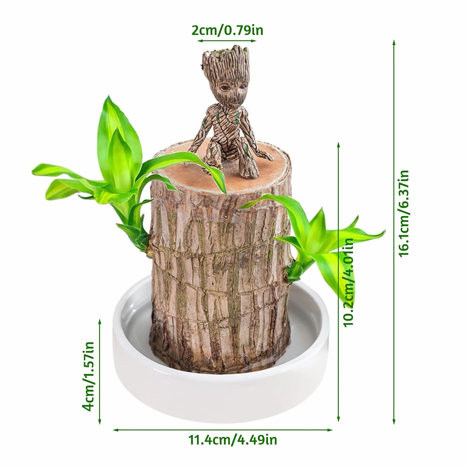 Brasil Ambú de la suerte Juego de plantas de madera con maceta